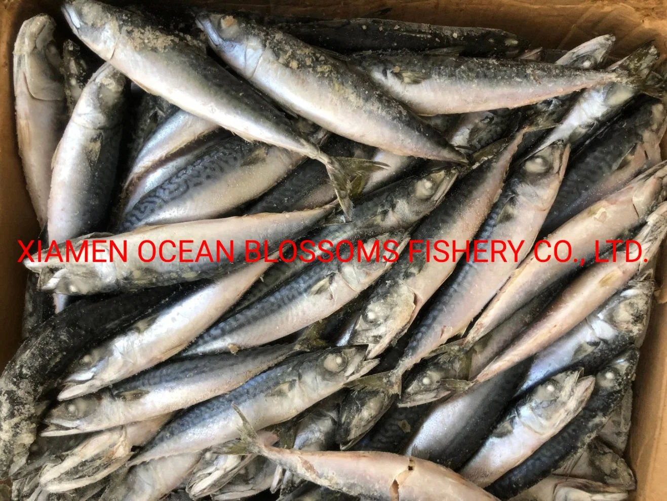 Whole Sale Frozen Mackerel High quality/High cost performance  Sea Frozen Canning Use