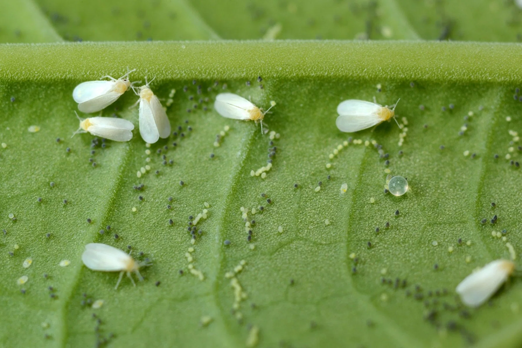 Fábrica China Productos químicos agrícolas Dinotefuran 20%+Bifenthrin 10% EC insecticida de pesticidas