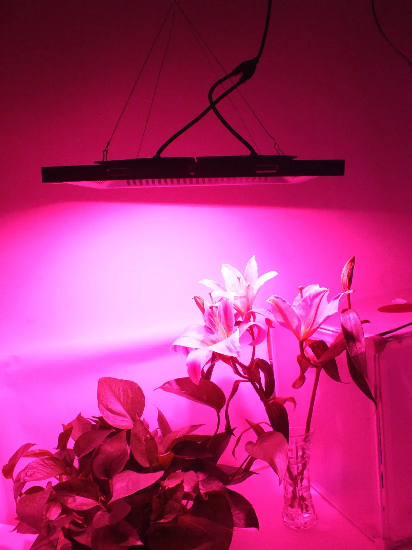 Full Spectrum 300W LED Water Culture Vegetable Lights Special LED Plant Growth Lamp