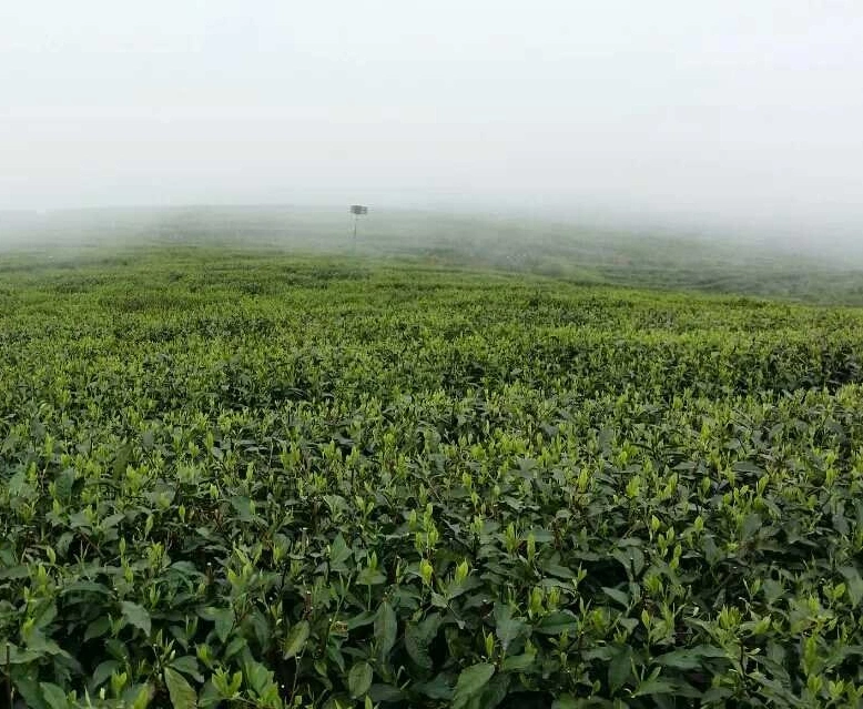 Thé vert en poudre à feuilles entières