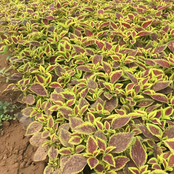 Touchhealthy Supply Coleus Blumei Seeds/Coleus Seeds