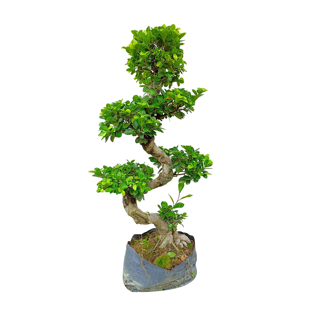 Shaped Ficus Microcarpa &prime; Ginseng&prime; Real Plant Bonsai Home Indoor Outdoor Garden for Garden Landscape Nursery Wholesale/Supplier