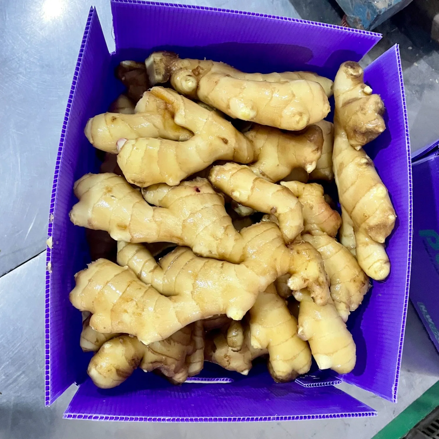 China Fresh Ginger Wholesale/Supplierr Buyer in Market Ginger Price