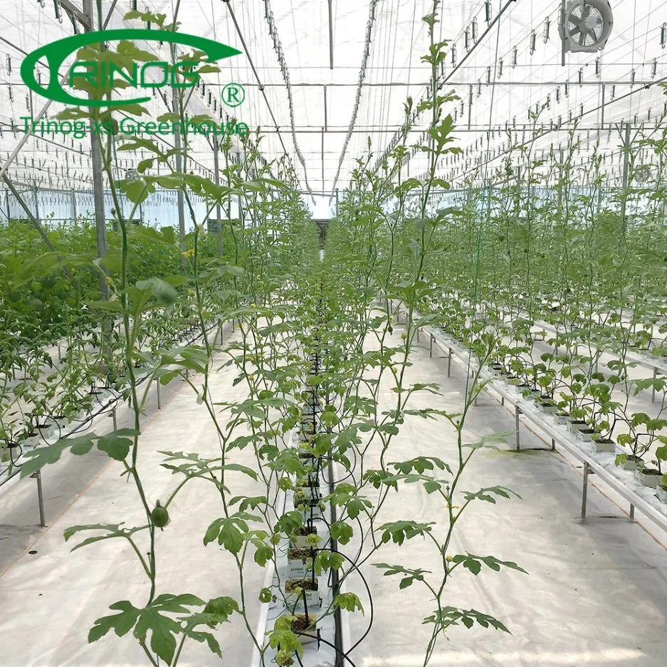 Multi-span cultivo Sistema de hidroponia estufa agrícola do filme em óleos vegetais
