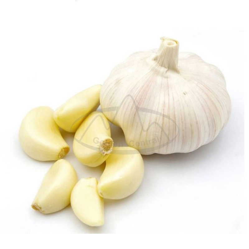 Fresh Normal White Garlic Purple Garlic Price From China 10kg/Bag