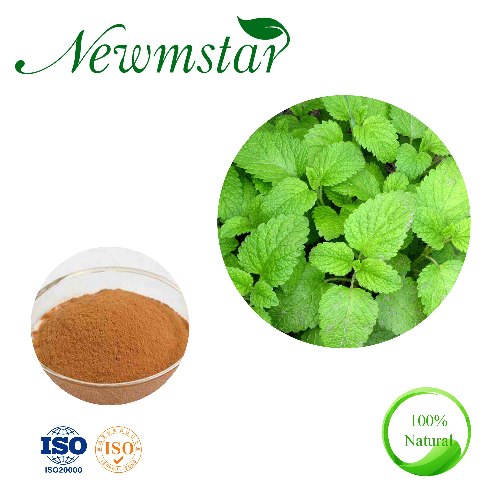 Natural Melissa Officinalis Extract Powder, Lemon Balm Extract, Flavones/ Rosmarinic Acid 10%