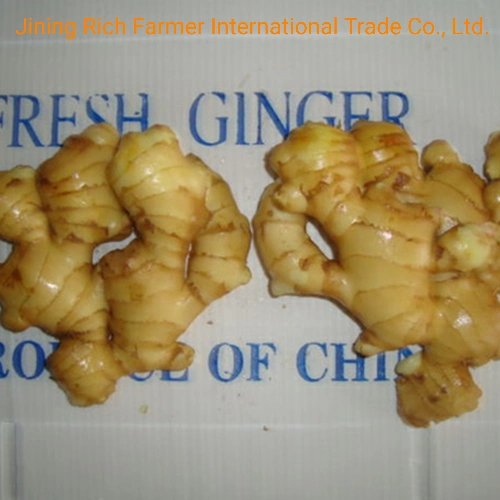 China Leading Fresh Ginger Supplier