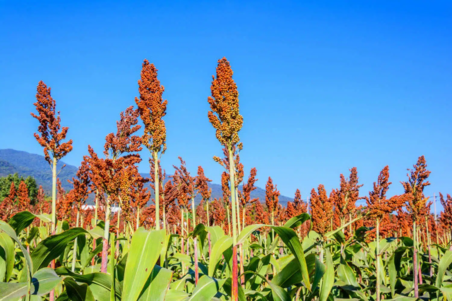 Fábrica de China 2, 4-D el 95% Tc herbicida selectivo de los productos químicos agrícolas de Malas Hierbas Broad-Leaved 94-75-7