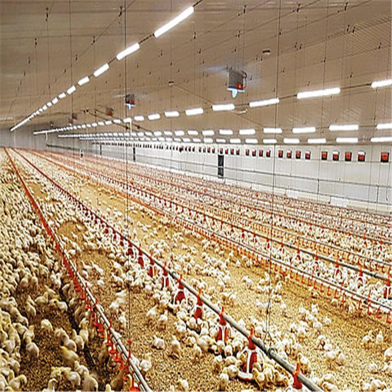 Heißer Verkauf mehrgeschossiges Stahlstruktur Geflügel Farm Prefab Haus für Huhn