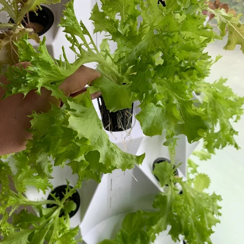 Home Vertikale Landwirtschaft Indoor Hydroponics System Ananas Hydroponic Tower