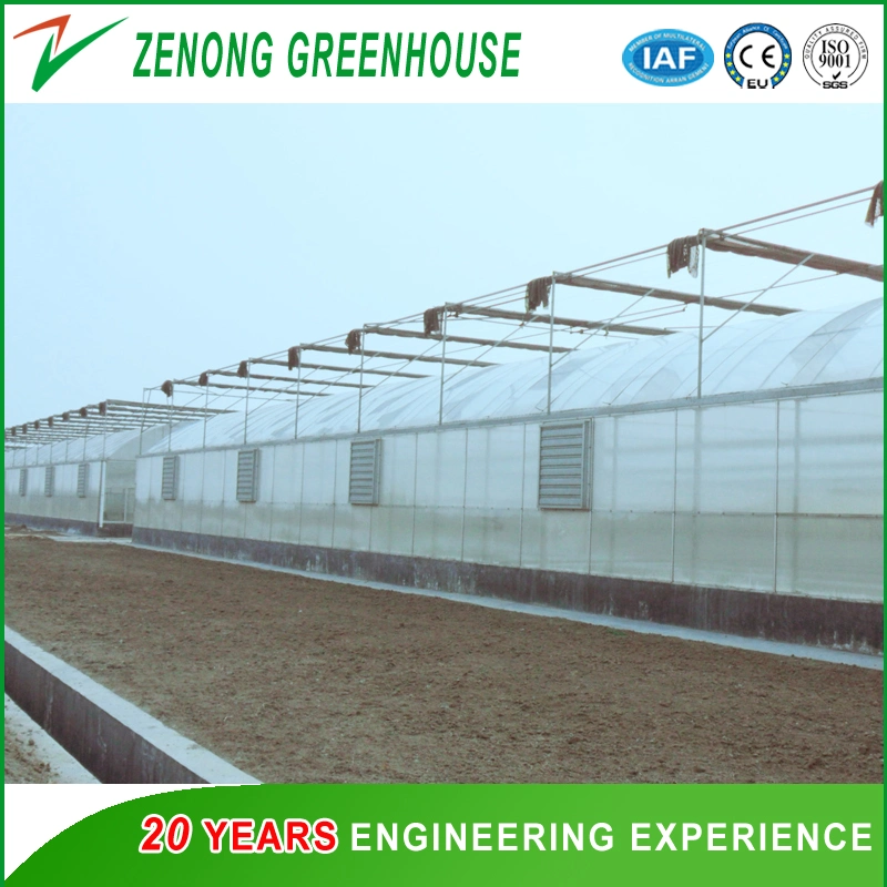 Economical Commercial/Agricultural Po/PE/PP Film Greenhouse Widely Used for Cultivation