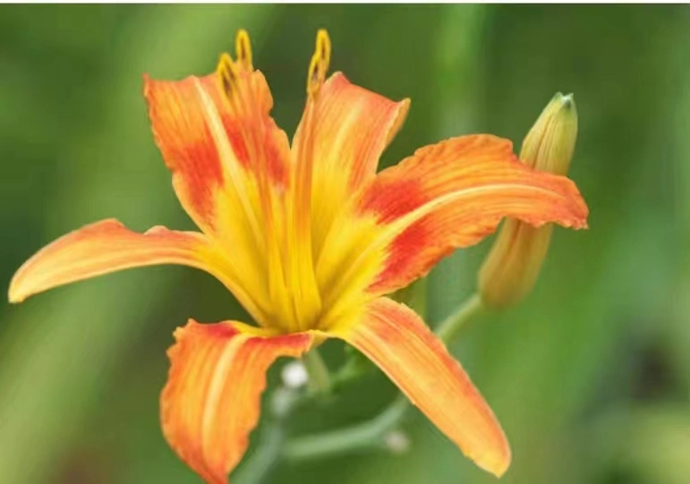 Té de flores secas Daylily comida natural y saludable Foldleaf Dayliy