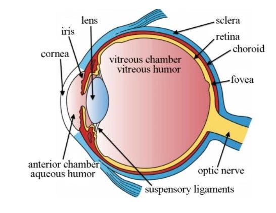 Ophthalmic Surgical Aid Without Ethylene Oxide Sterilization Endothelial Viscolastic Solution