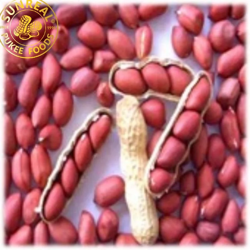 China Raw Red Skin Peanut in Shell/Superior Quality/Fine Packing/Multipurpose