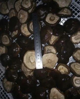 Bulk Edible Magic Mushrooms Canned Shiitake Magic Mushrooms in Water with Best Taste