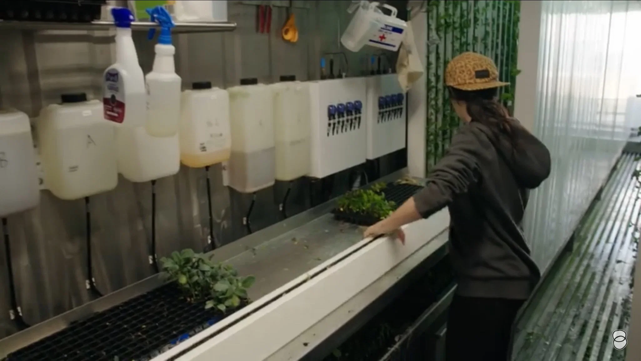 Policarbonería de invernadero/PVC para la Agricultura con sistemas de cultivo Aquaponics