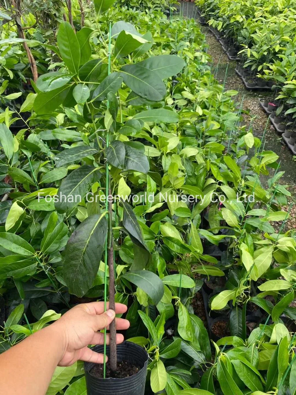 Diospyros Nigra Fruit Tree China Manufacturer