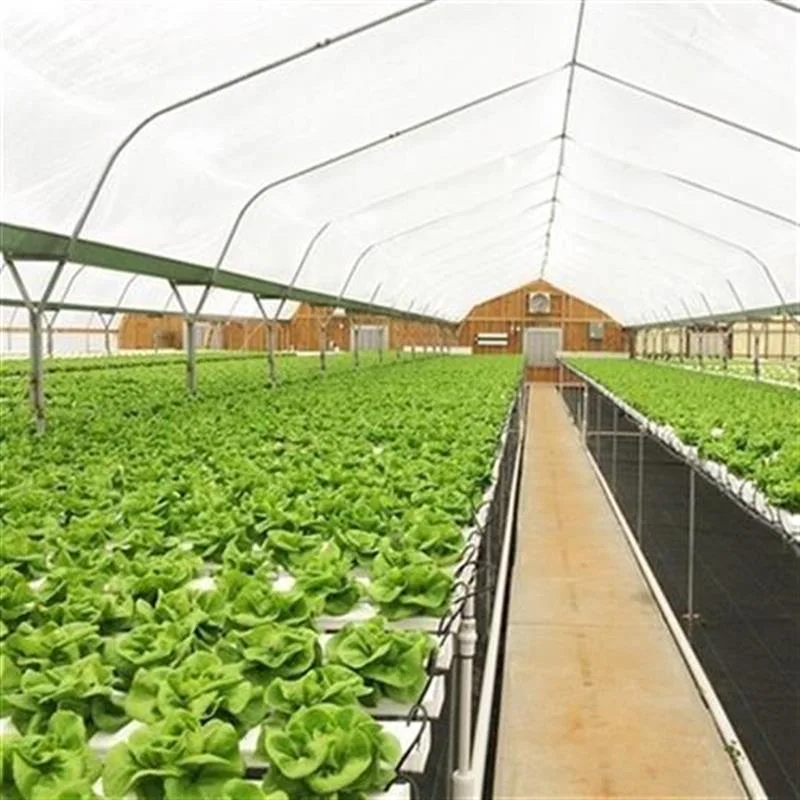 Gewächshaus Gemüseanbau Schwimmende Floating Rafts Schaum Hydroponic Aquaponic Gemüse