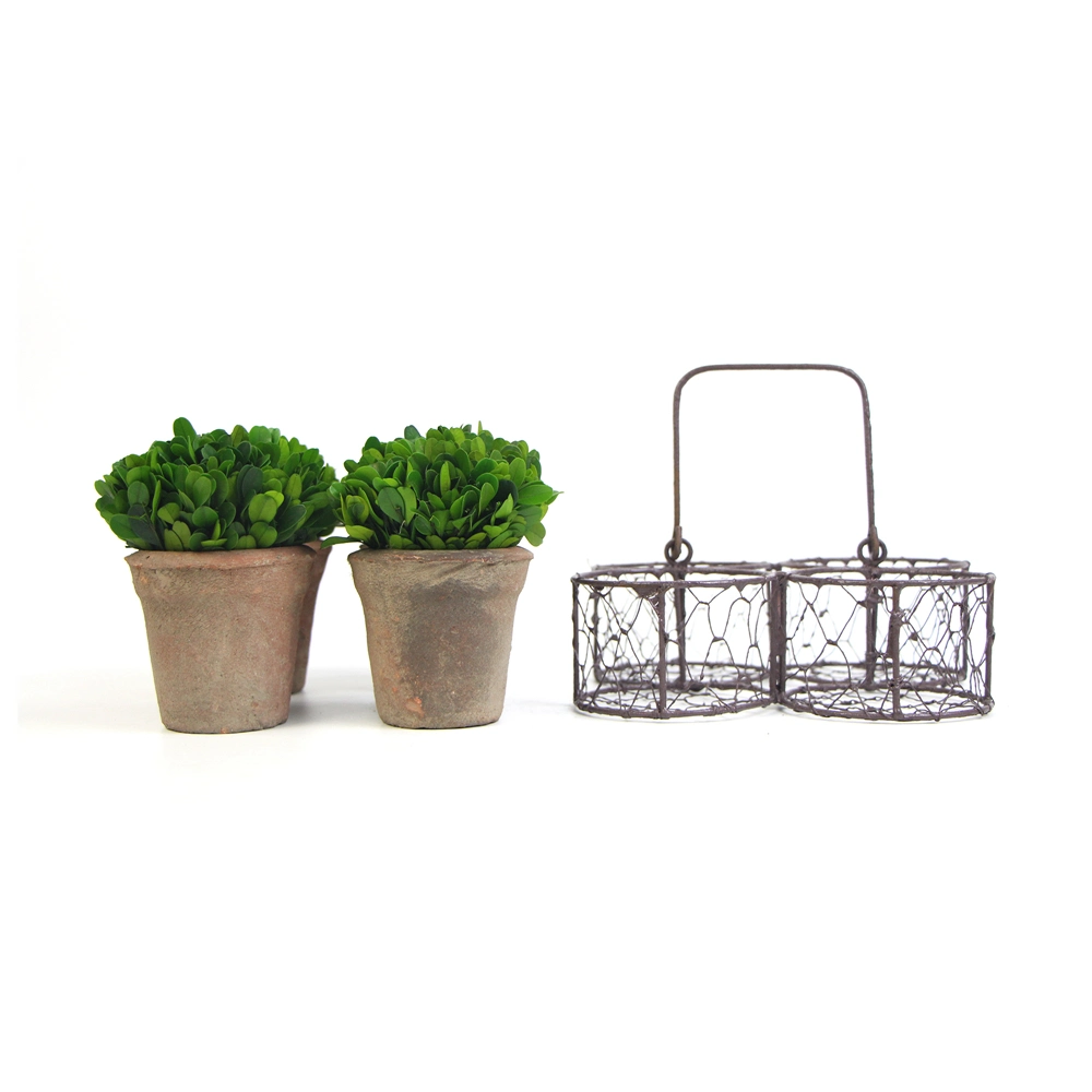 Set of 4 Preserved Boxwood Mini Topiary with Iron Handle Baskets for Decor