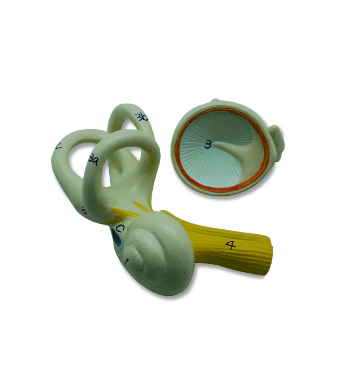 Medical Anatomical Plastic Inner Ear Model