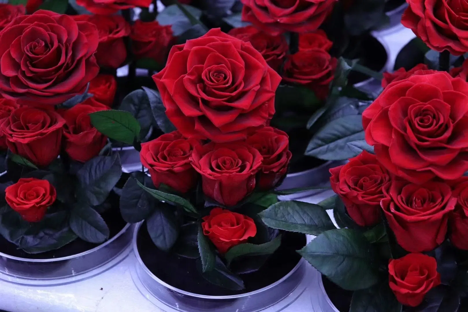 High quality/High cost performance Customization Eternal Real Touch Best Flower Wedding Decorative Preserved Rose Gift Supplier in China