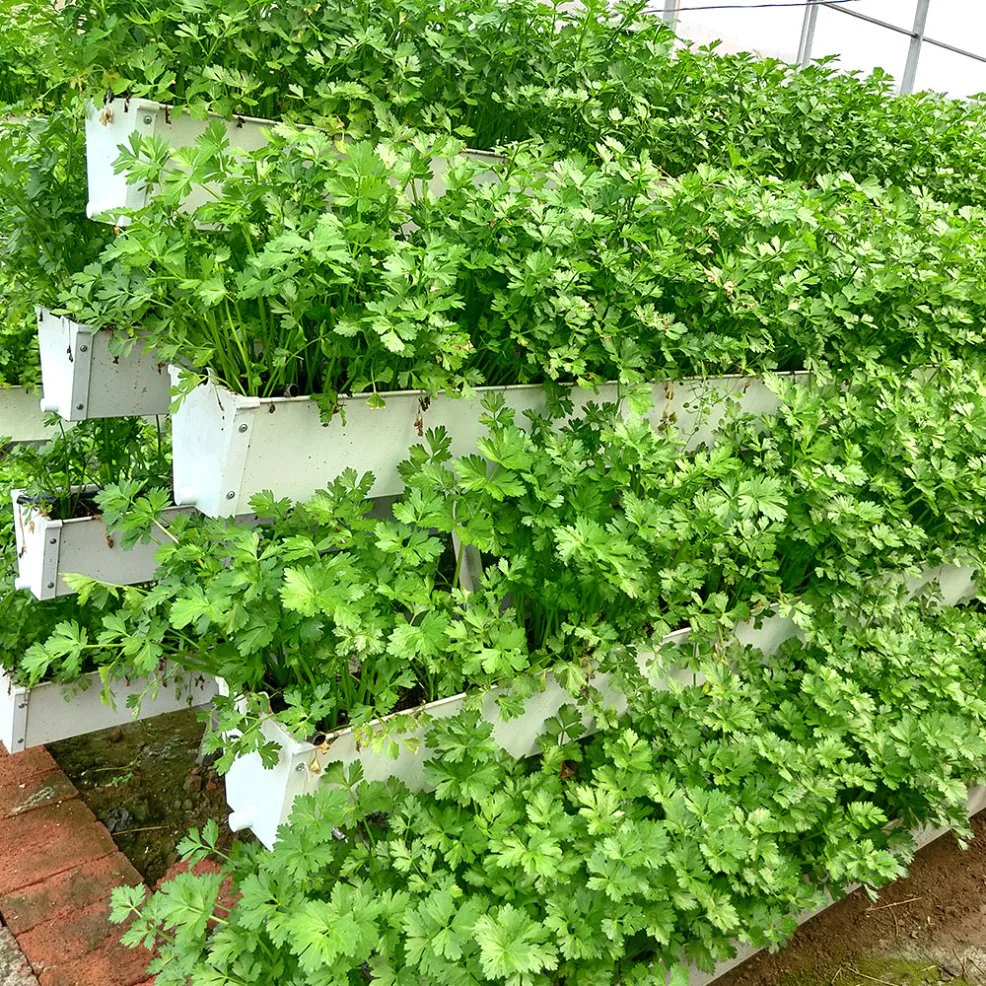 Los canales comerciales de canalón de PVC Nft el cultivo hidropónico de tomate pepino con refrigeración ventilación Ventilador de escape