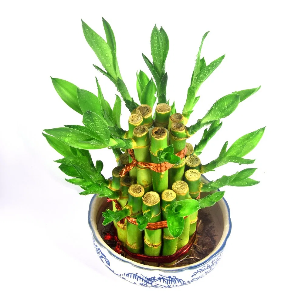 Live Plant Nursery Two Layer Lucky Bamboo Wholesale/Supplier Dracaena Sanderiana