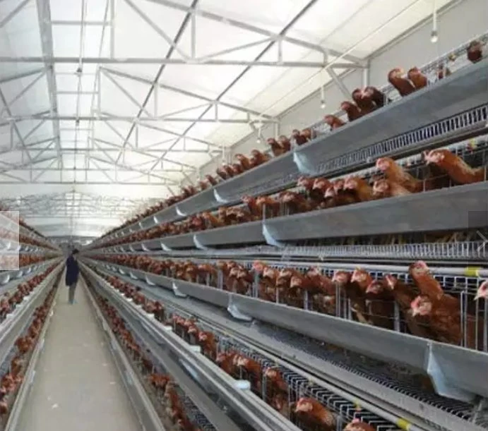 Uganda Poultry Farm Automatic Chicken Layer Cage 4 Tiers 4 Doors for Sale Battery Chicken Cage Chicken Layer Battery Cage Poultry Battery Cage