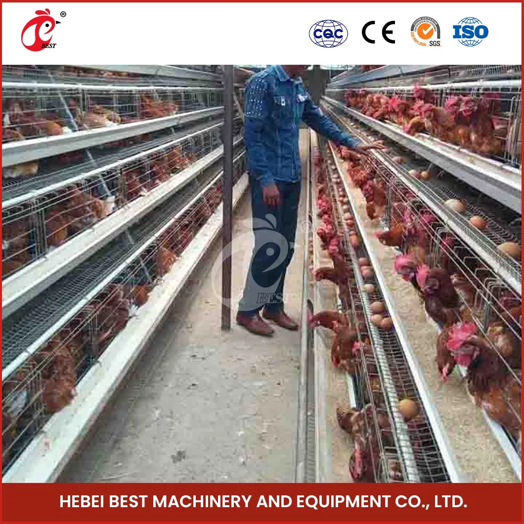 Bestchickencage tipo ordinario de la jaula de la capa de China el triángulo de la capa de Pollo Coop personalizado de proveedor de bajo coste de mantenimiento de la jaula de la capa de pollo los precios de los 10000.