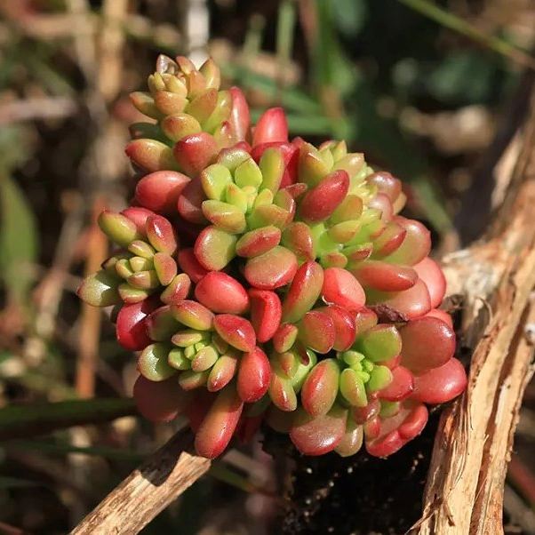 Succulent Sedum"Joyce Tulloch" Natural Plants