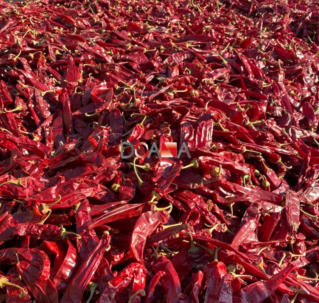 China Xinjiang Top Quality Paprika Pods (Guajillo, Table paprika)