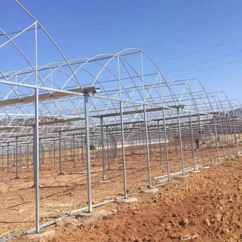 Proffessional Arch Multi-Span Tunnel Greenhouse for Strawberry