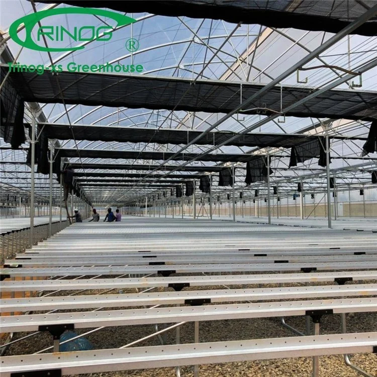 High Efficient Multi-span Film Greenhouse for Green Vegetables With Hydroponic Growing System From China