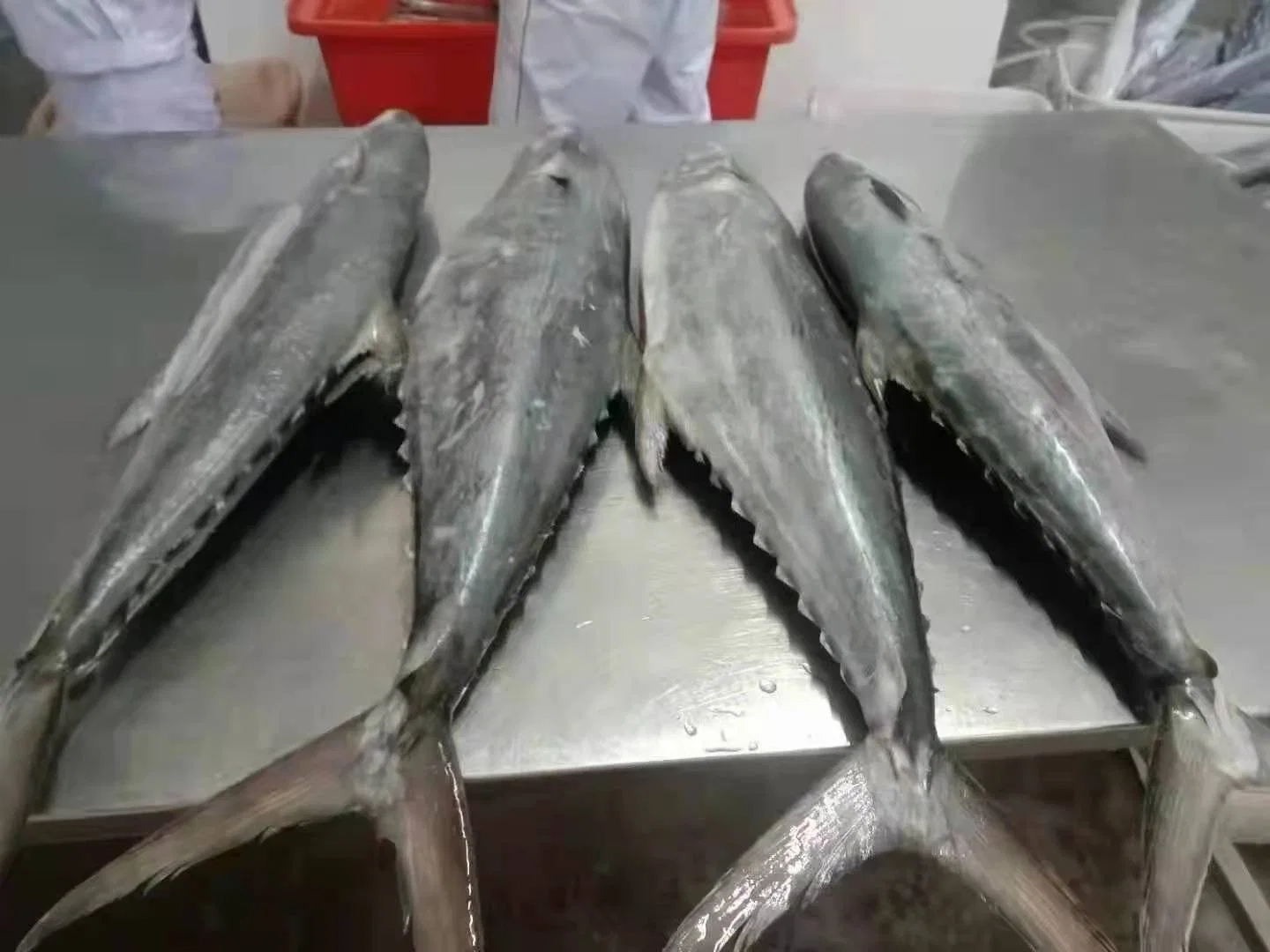 Large Size Bulk Fish Price Spanish Mackerel