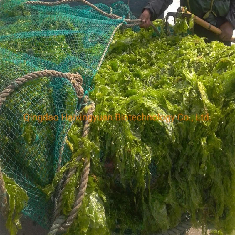 Feed Grade Algae Green Laver for Sea Cucumber Abalone Shrimp