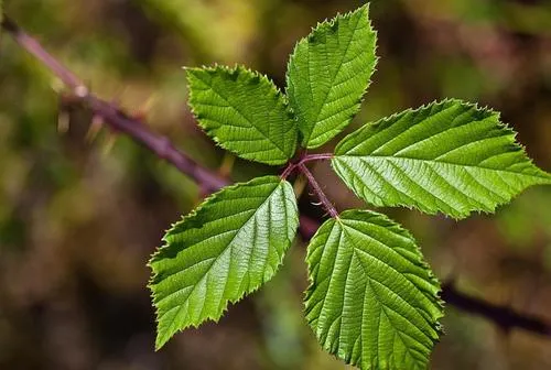 Natural Sweetener Sweet Tea Extract 85% Rubusoside