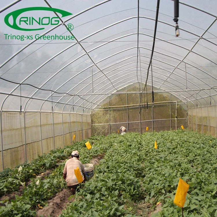 Trinog single span light tunnel film greenhouse for poultry farms