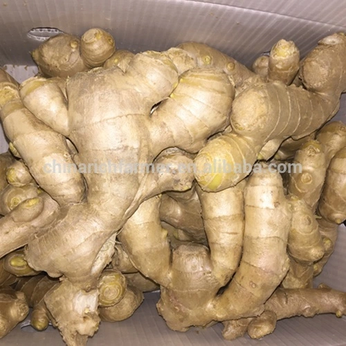 Suppliers Supply Hot Selling Fresh Ginger