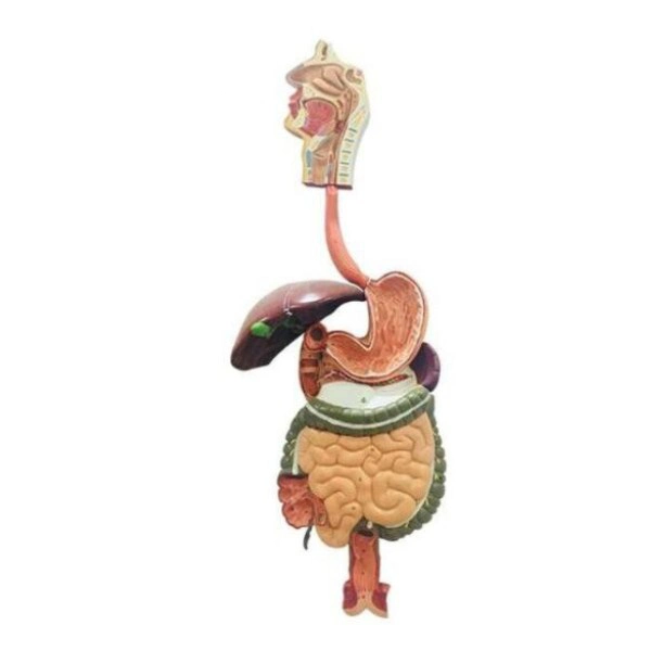 Human Biological Anatomical Digestive System Model