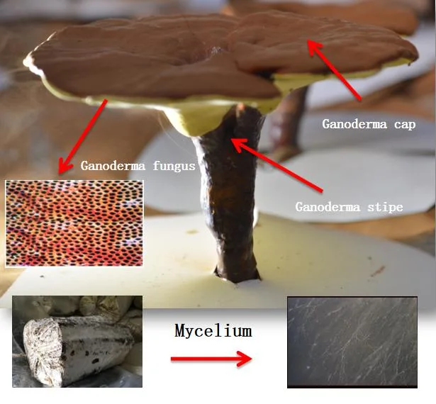 Supply High quality/High cost performance  100% Organic Polysaccharide Ganoderma Lucidum Reishi Mushroom Extract Mushroom Powder