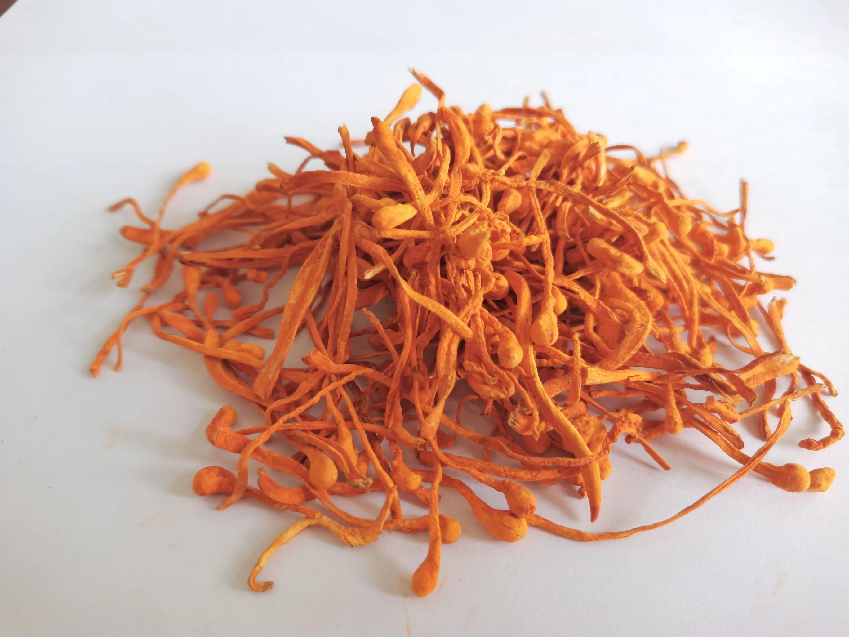 Promotion Offers Dried Spore Head Cordyceps