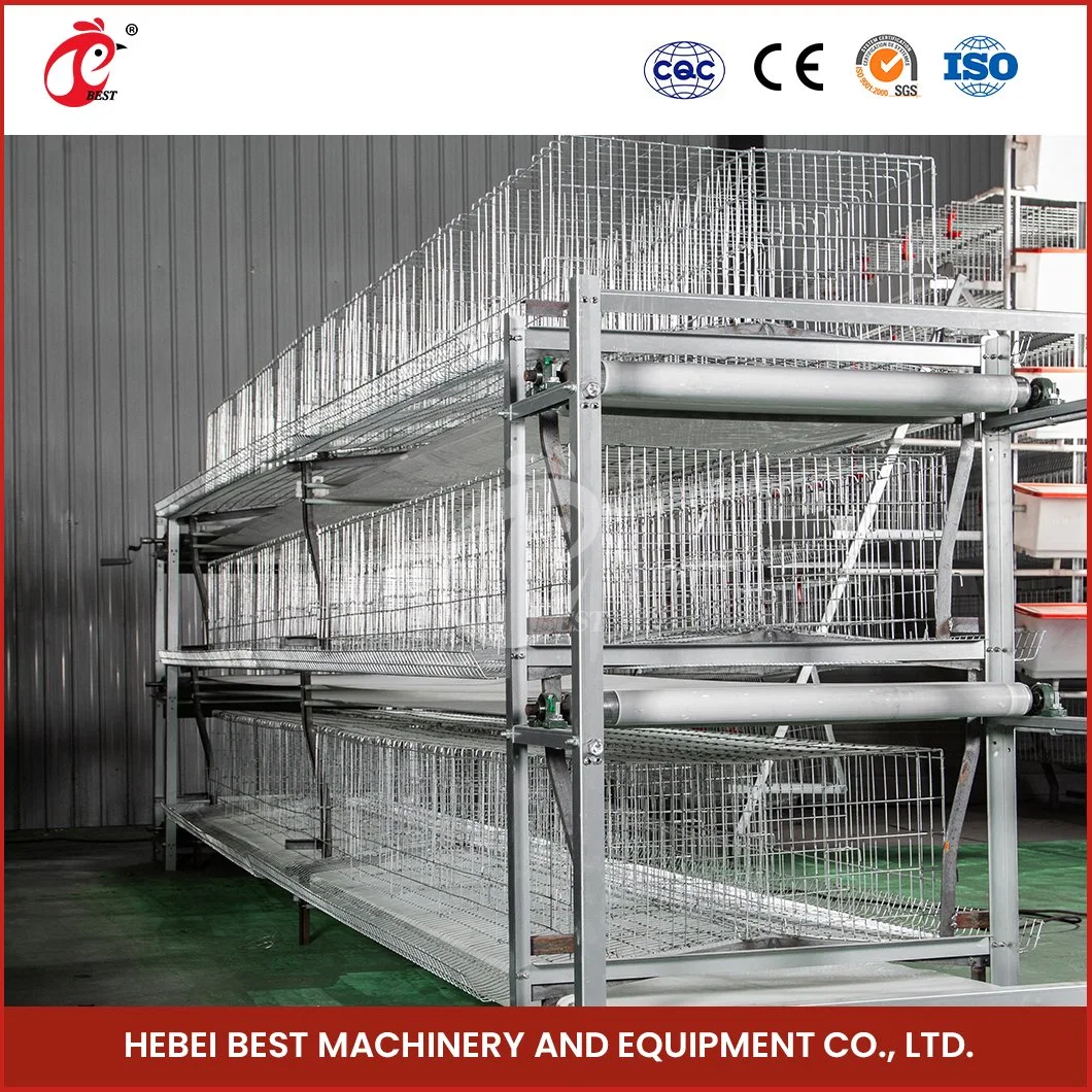 Bestchickencage H Type Pullet Coop Breeder Cage China Metal Frame Pullet Hen Coop Supplier OEM Customized Plastic Material Pullet Chicken Coop Hutch