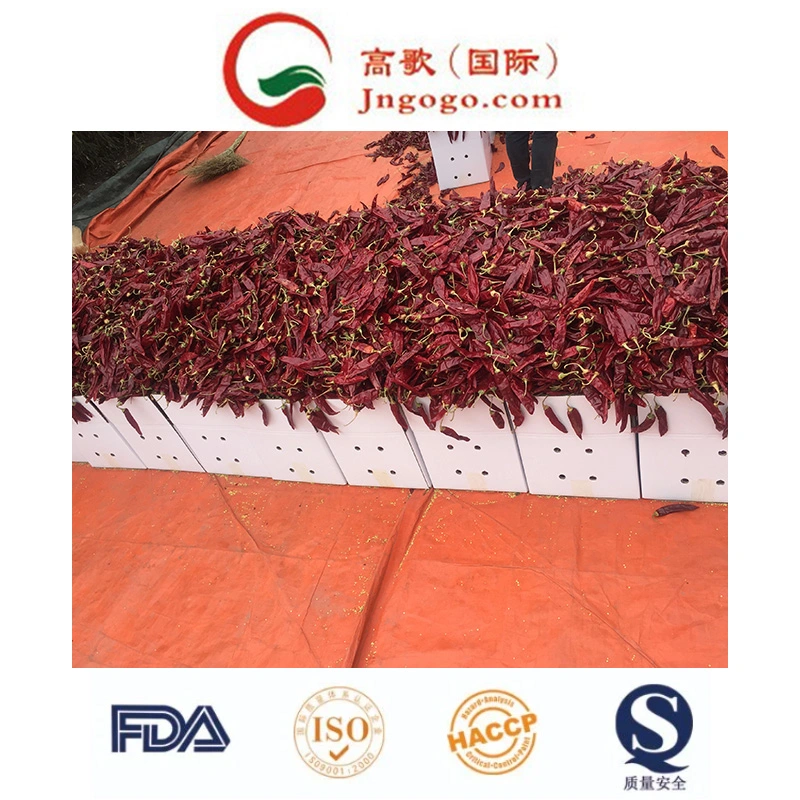 High quality/High cost performance  New Crop Dفيف Chili للبيع