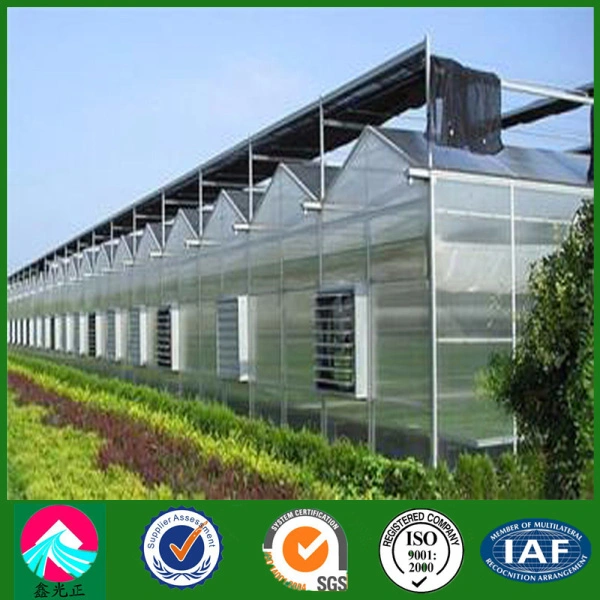 China Supplier Multi-Span Glass Greenhouse