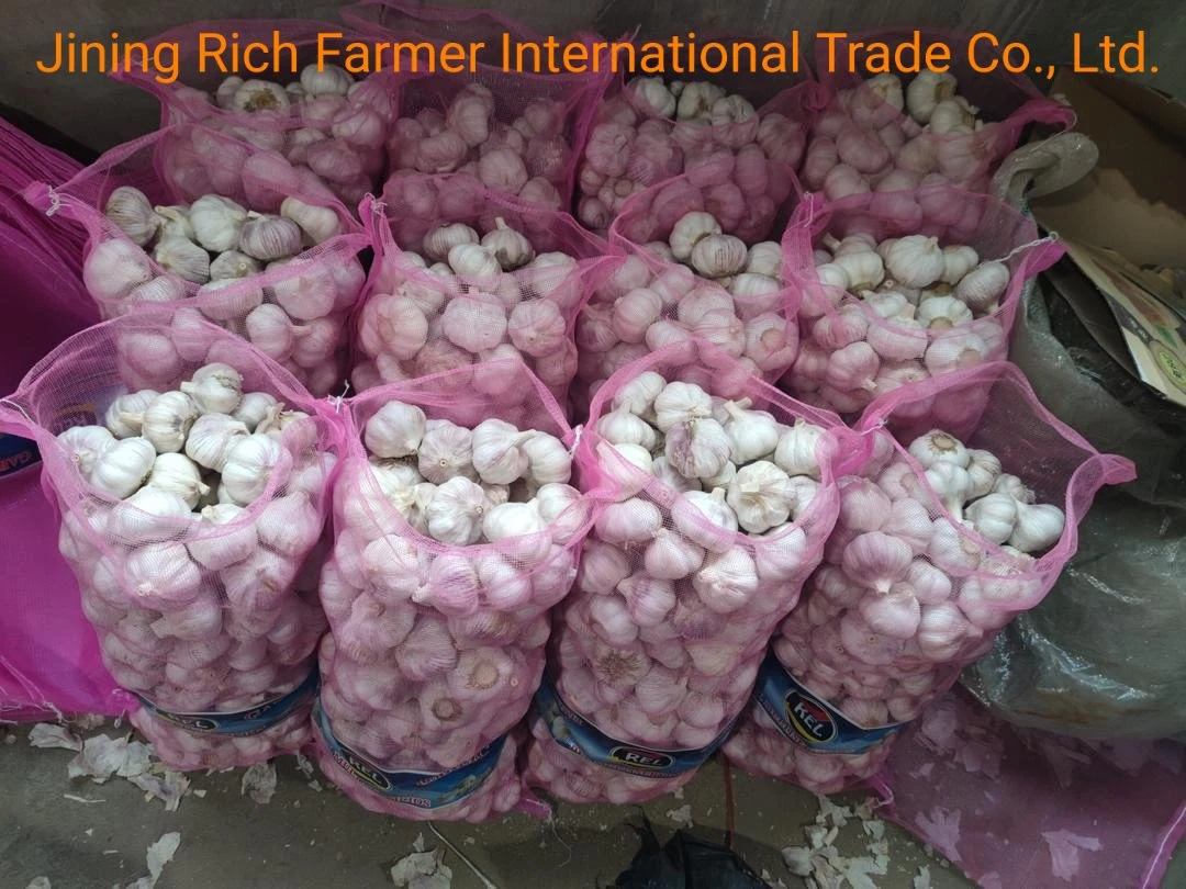 2022 China New Fresh Garlic 5.5 Cm-6.0 Cm in Mesh Bag