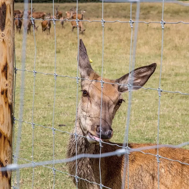 Robuste Festknot-Drahtfeld-Wildzaun/ Verzinkt Zaun Der Schaffarm