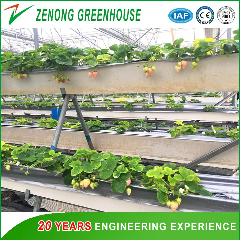 Arch Greenhouse Poly Film Covered Greenhouse for Vegetables/Flowers/Fruits/Seed Breeding