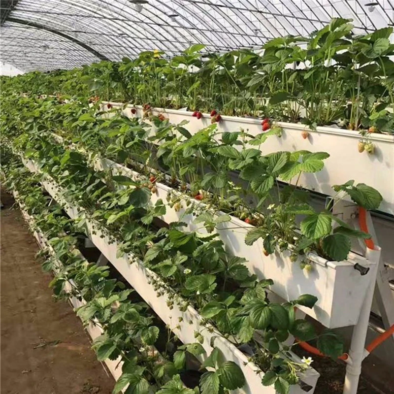 Multi-Span cultivo sistema hidropónico Cine invernadero para la Agricultura Precio de fábrica