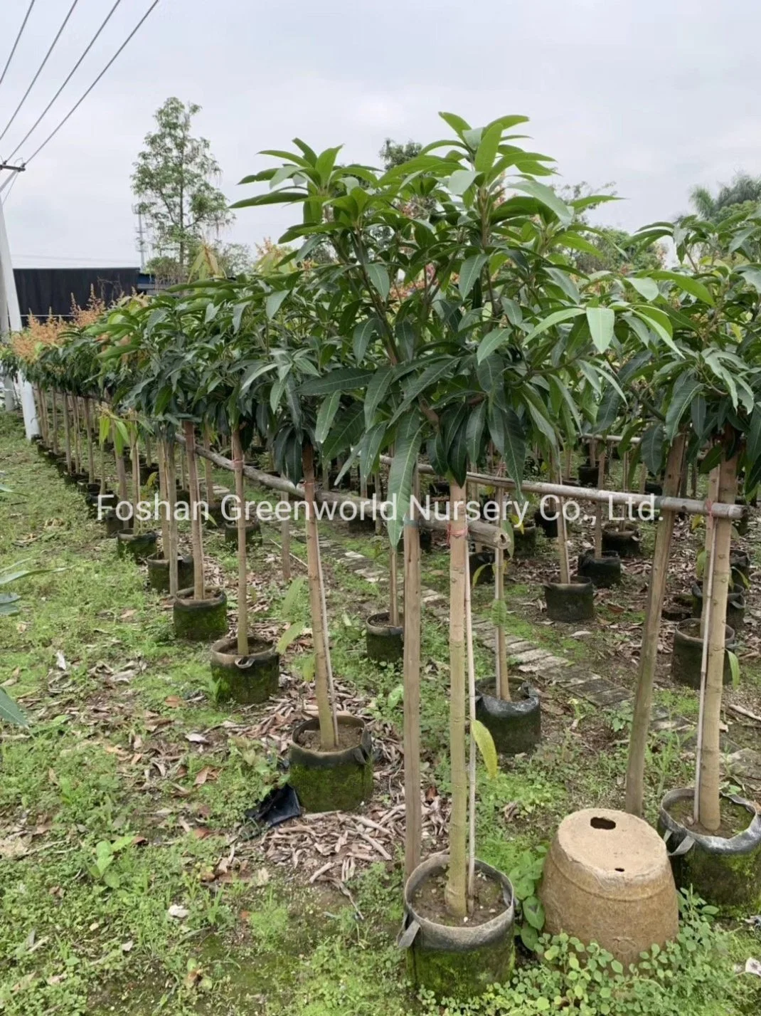 Mangifera indica Mango Tree fabricant de la Chine