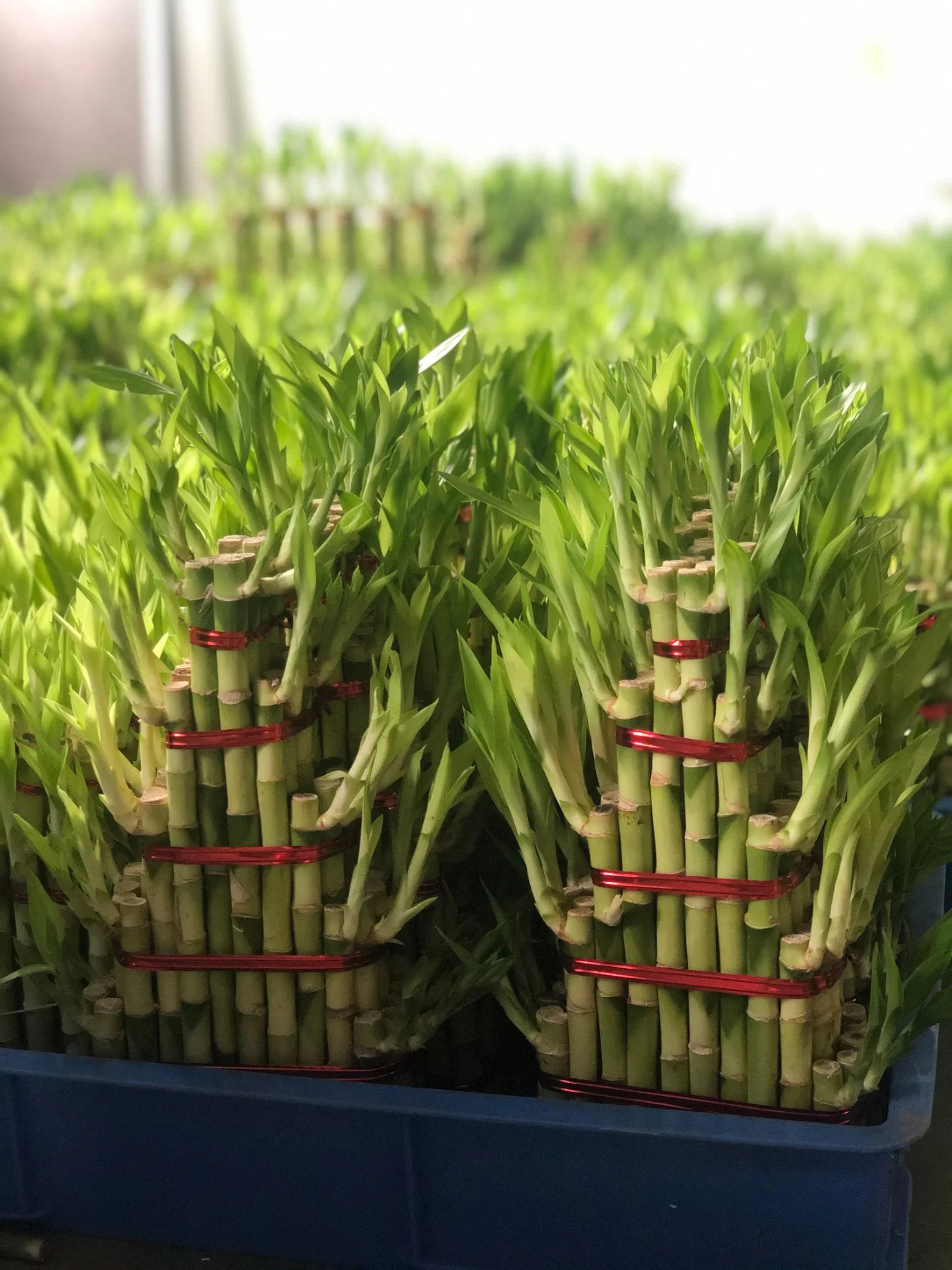 Hotsale Tower Lucky Bamboo Indoor and Outdoor Live Plant Wholesale/Supplier